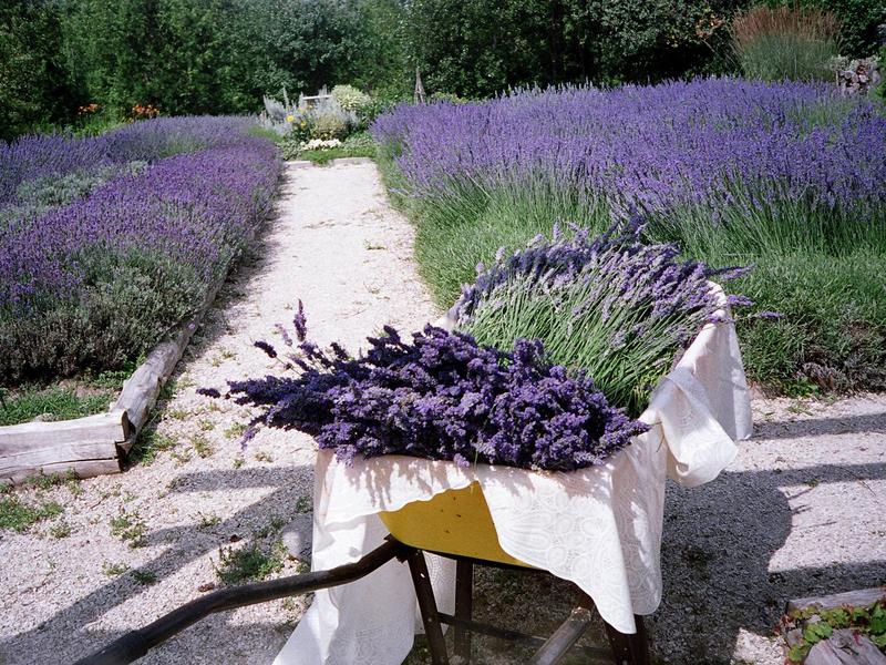 Kekuatan penyembuhan lavender