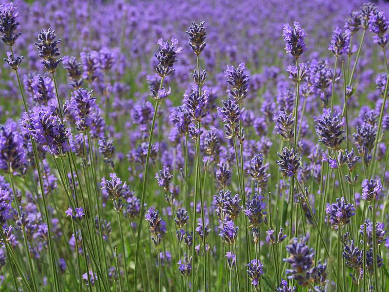 Lavender yang mekar