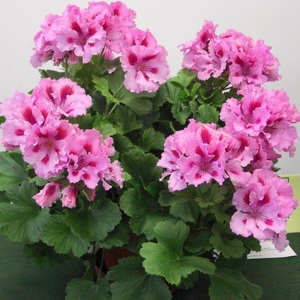 Geranium royal mempunyai warna yang sangat menarik.