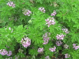 Wangian pelargonium adalah tumbuhan yang berguna untuk kesihatan.