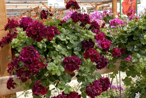 Ivy geranium adalah jenis geranium rumah lain.