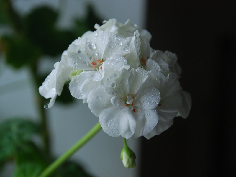 Geranium putih - bunga itu dapat dilihat dalam foto.