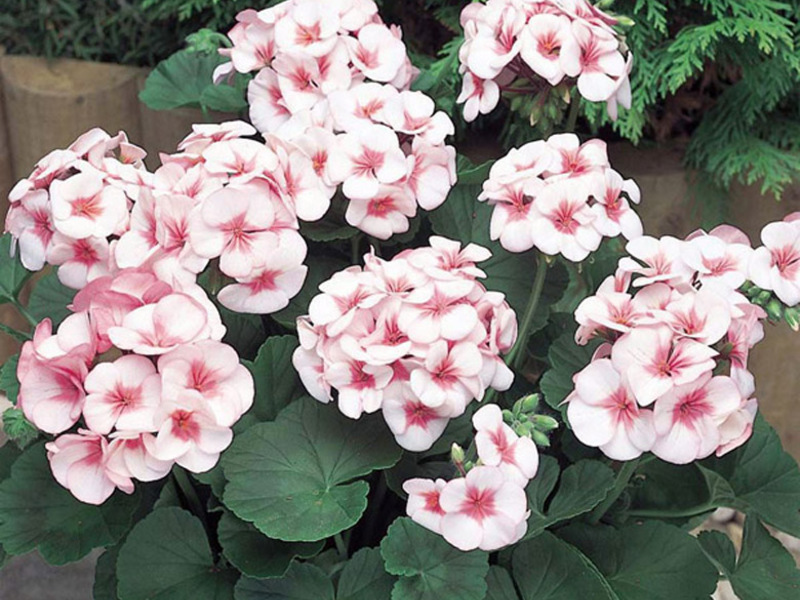 Geranium pasu dapat dilihat di hampir setiap rumah.