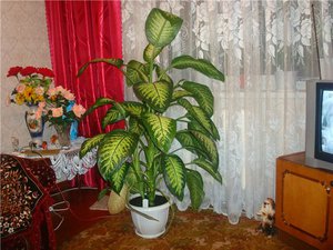 Dieffenbachia di apartmen - jauhkan dari kanak-kanak