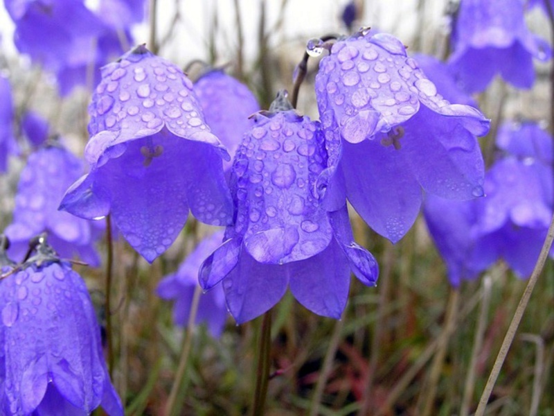 Tumbuhan Bellflower - dengan kata lain, berbunga - berlangsung sepanjang musim panas.