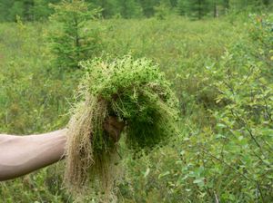 Sphagnum - sejenis lumut