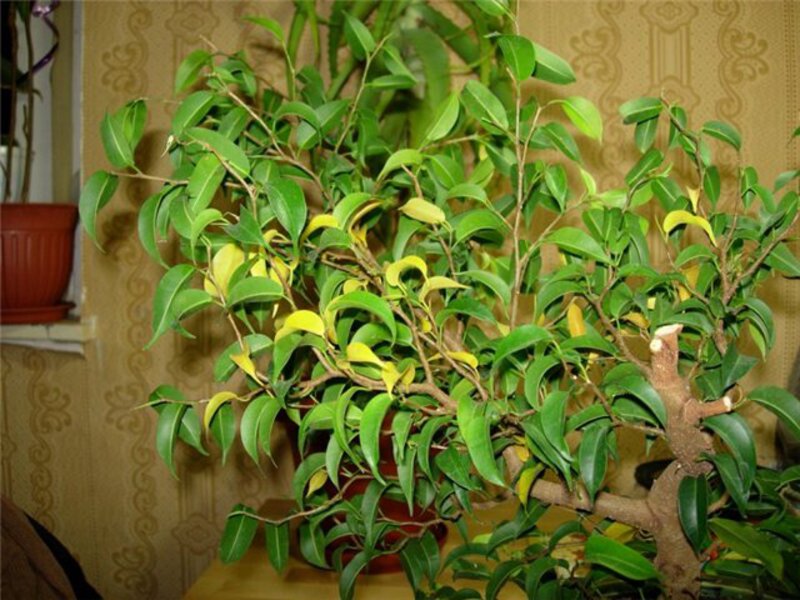 Cara merawat ficus