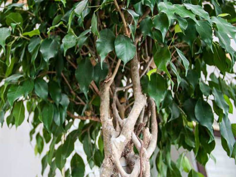 Perosak Ficus