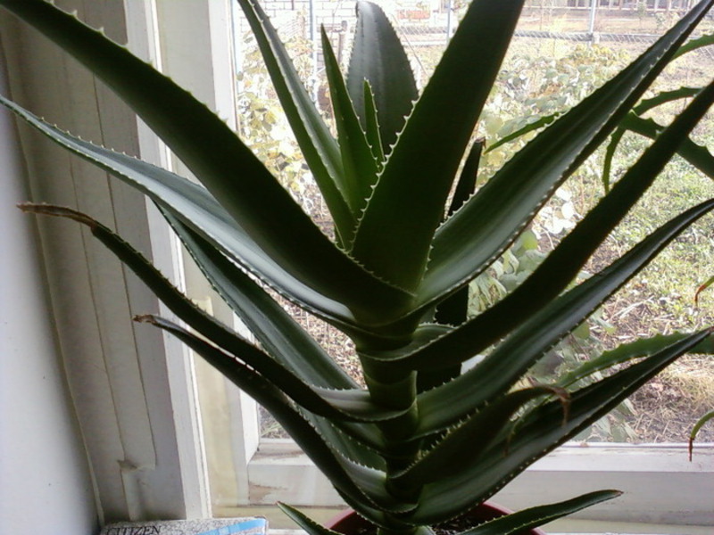 Sifat aloe