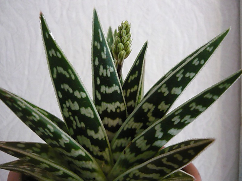 Tumbuh aloe di rumah