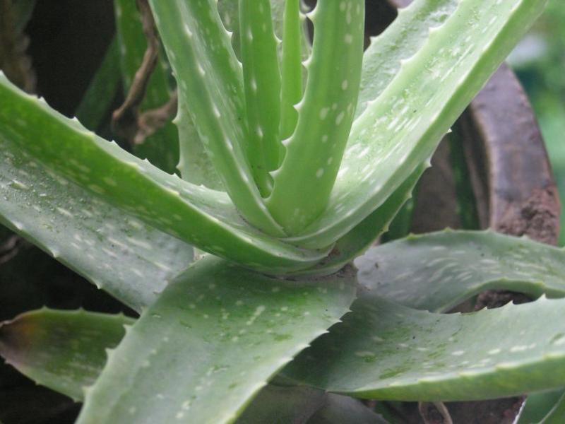 Apakah jenis aloe