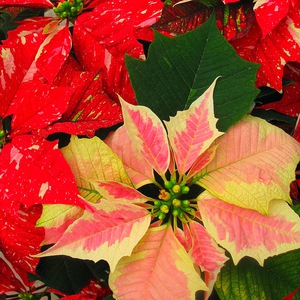 Poinsettia bunga pasu