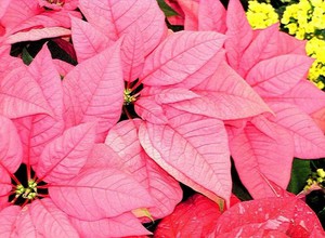 Penyiraman poinsettia