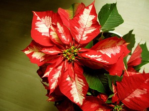 Perosak Poinsettia