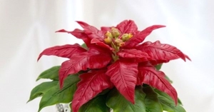 Penjagaan Poinsettia