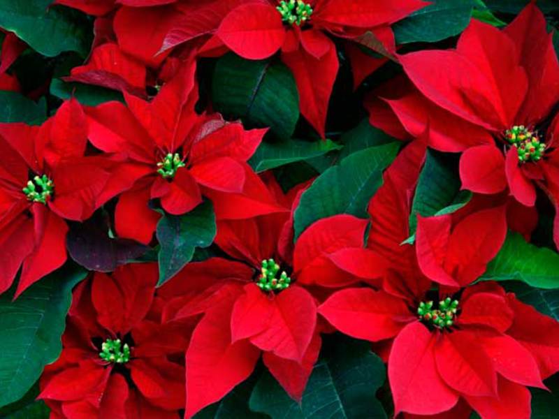 Bagaimana rupa poinsettia?