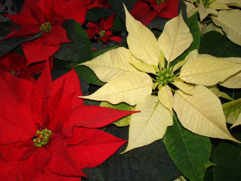 Poinsettia bunga pasu