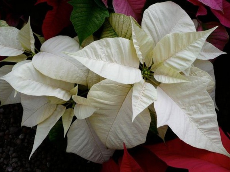 Poinsettia bilik pembiakan