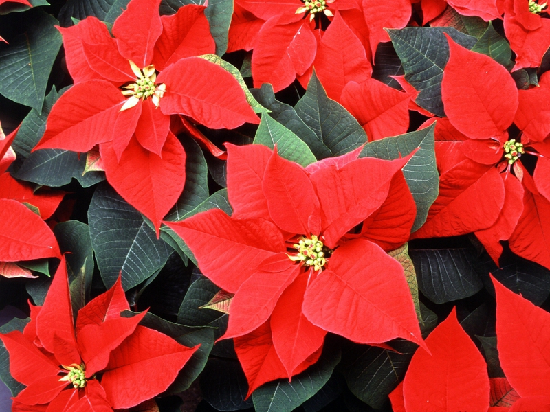 Bunga Poinsettia - penjagaan rumah