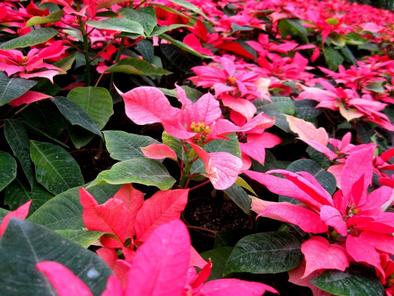 Poinsettia yang semakin meningkat