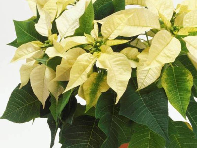 Syarat untuk tumbuh poinsettia