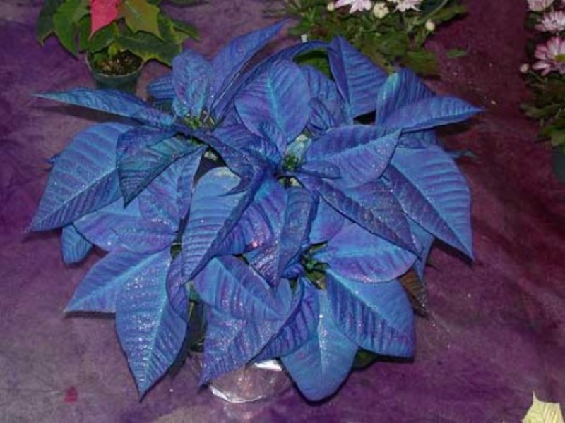 Varieti poinsettia