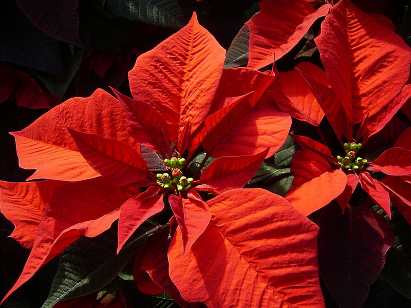 Bunga poinsettia yang cantik