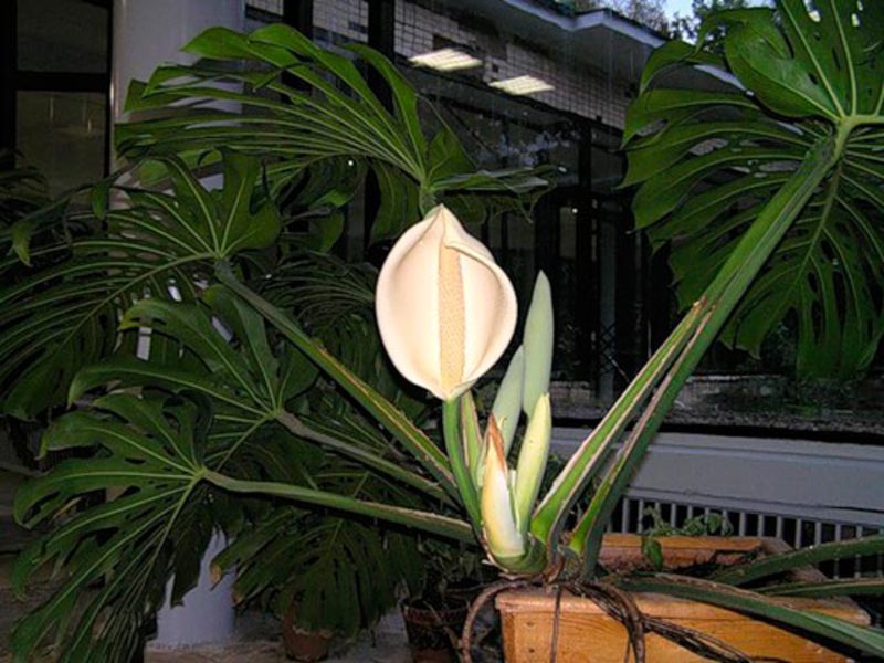 Penampilan Monstera