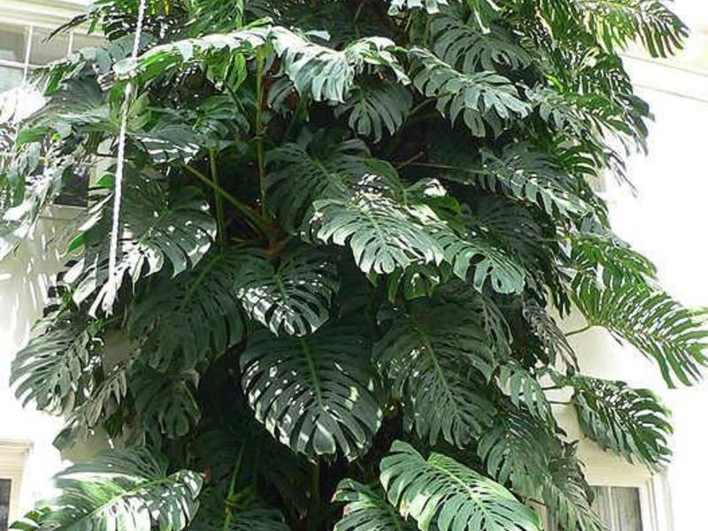 Monstera tanaman dalaman