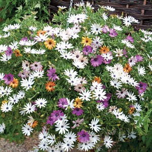 Cape daisy atau Osteospermum