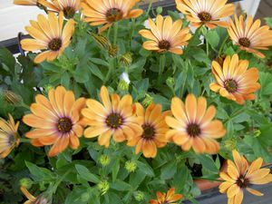 Campuran Osteospermum