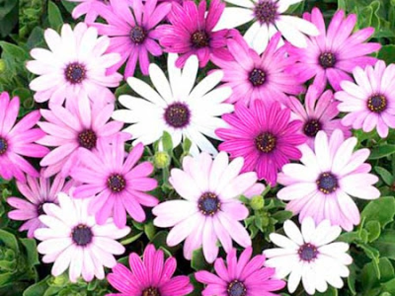 Anak benih bunga - Osteospermum