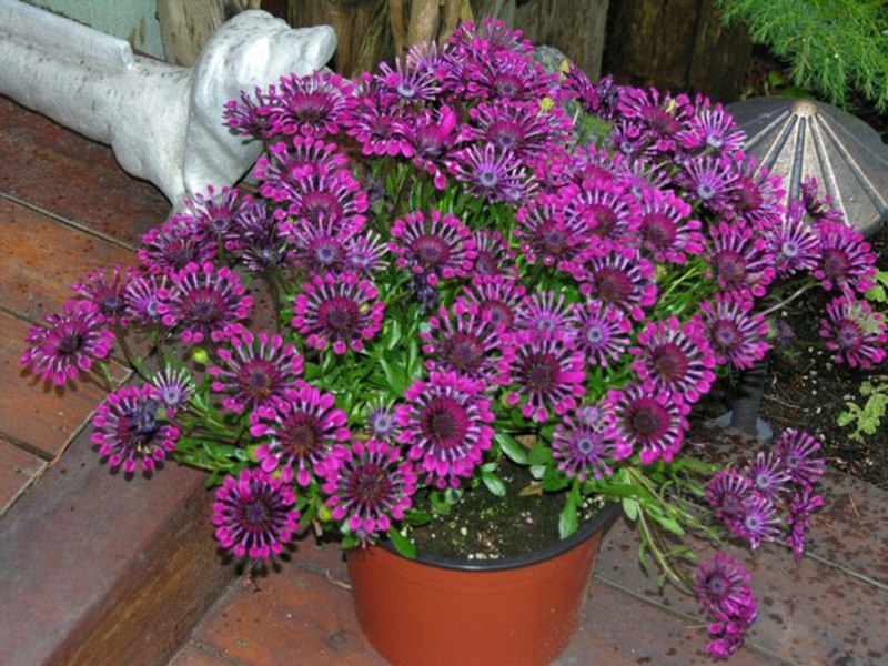 Anak benih bunga - Osteospermum