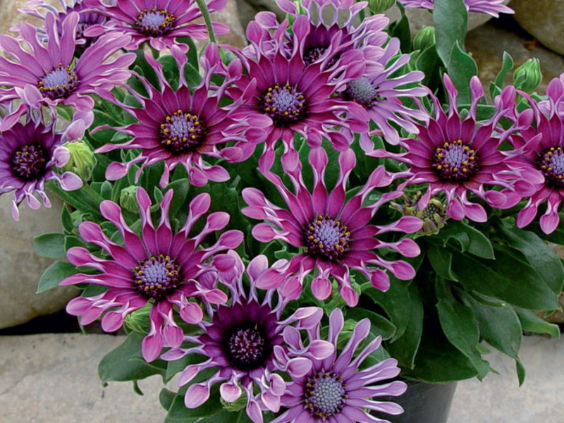 Membiakkan bunga osteospermum