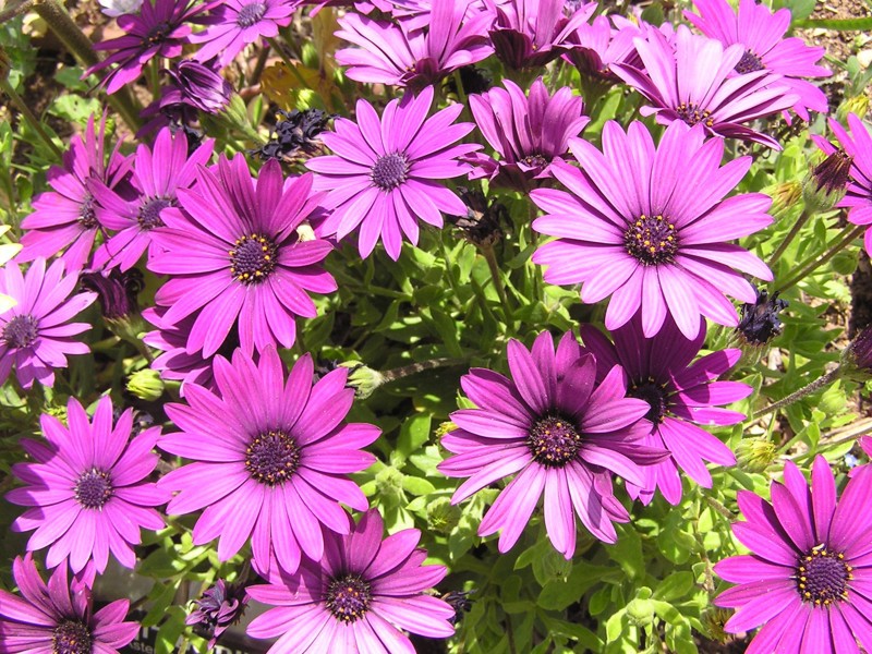 Cara merawat osteospermum