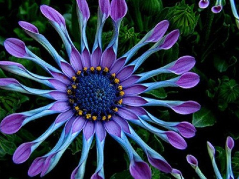 Cape daisy atau Osteospermum