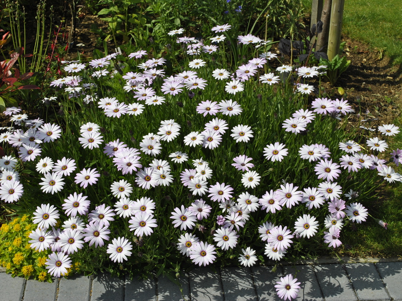 Seperti apa bunga osteospermum?