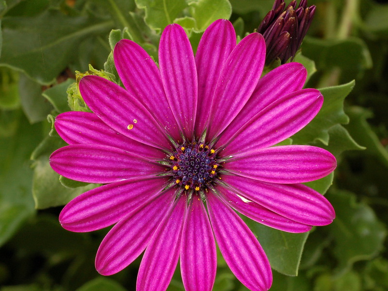 Syarat untuk pembiakan osteospermum