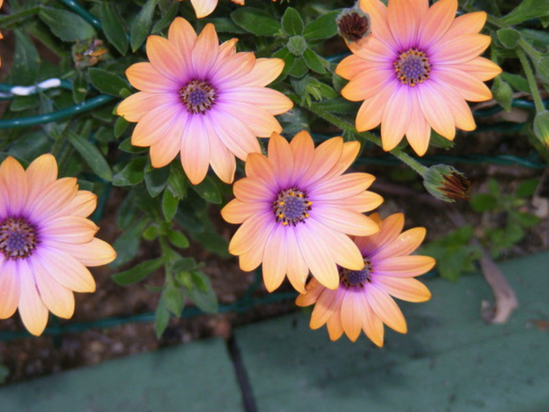 Osteospermum di kebun