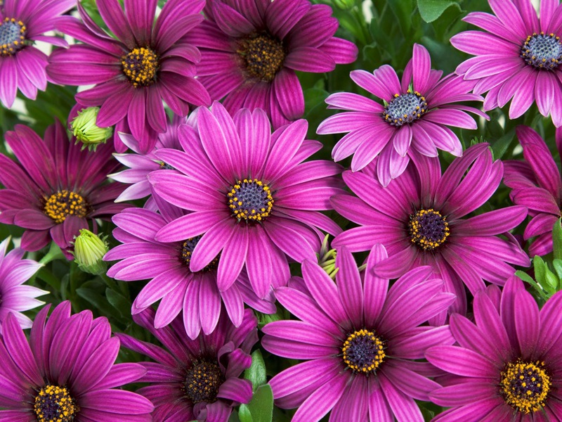 Campuran Osteospermum