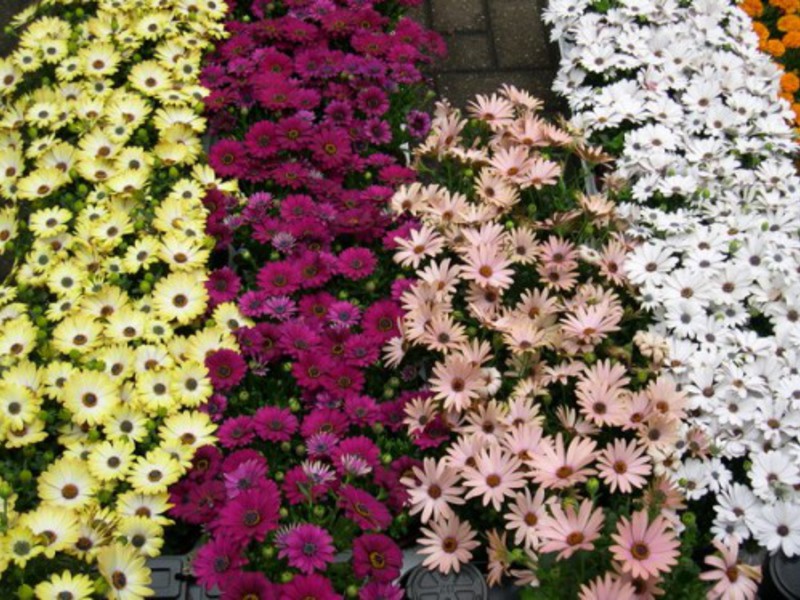 Tempoh berbunga Osteospermum