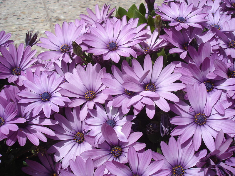 Cape daisy atau Osteospermum