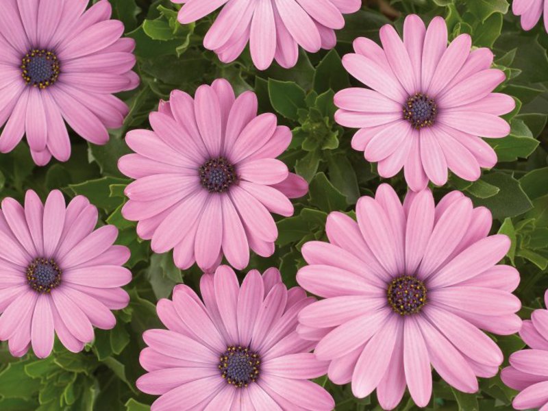 Kaedah penumbuhan Osteospermum