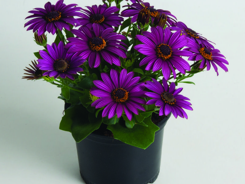 Osteospermum di kebun