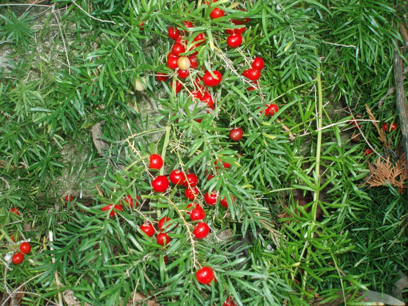 Pemindahan Asparagus