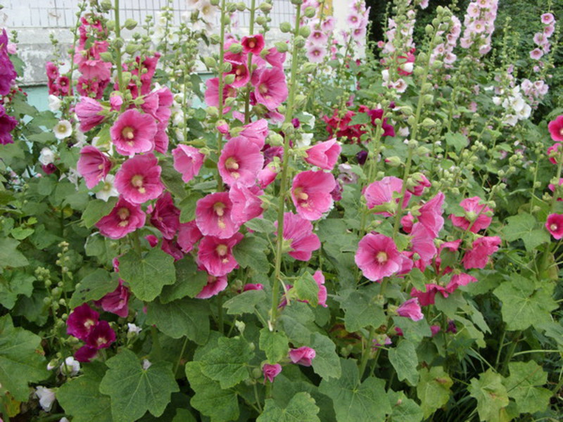 Penggunaan mallow dalam reka bentuk landskap