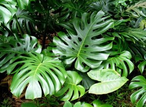 Monstera menggemaskan - rupa tumbuhan.