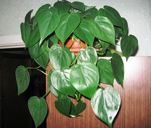 Philodendron memanjat di rumah di dalam periuk.