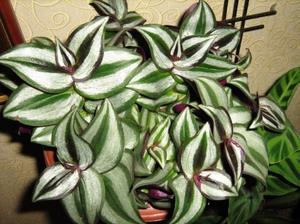 Anderson's Tradescantia ditunjukkan dalam gambar.