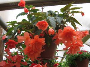 Ampelous begonia - ciri penjagaan.